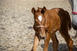 horsedreams reclame veulens 125 7864dc39