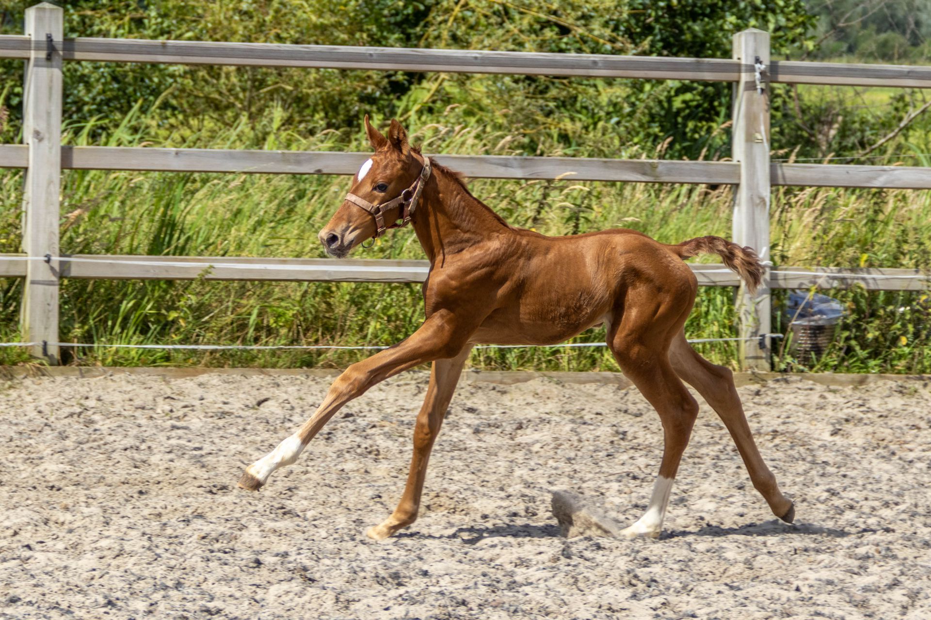 horsedreams reclame veulens 135 85821d5e