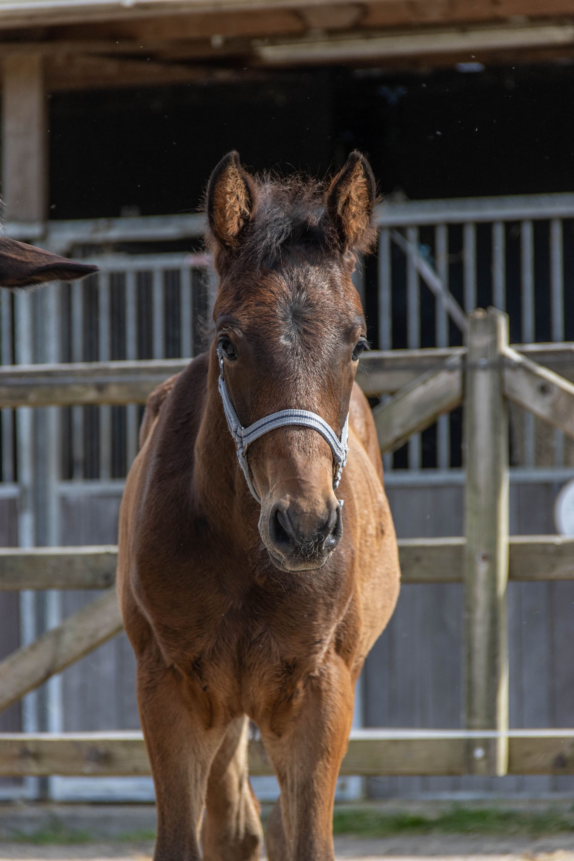 horsedreams reclame veulens 175 19120b3d