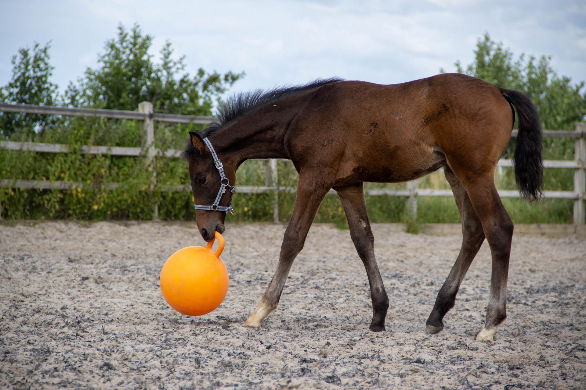 horsedreams reclame veulens 185 min 21c72db8