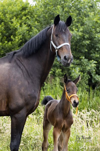 noesroyal1920 02a5ca96