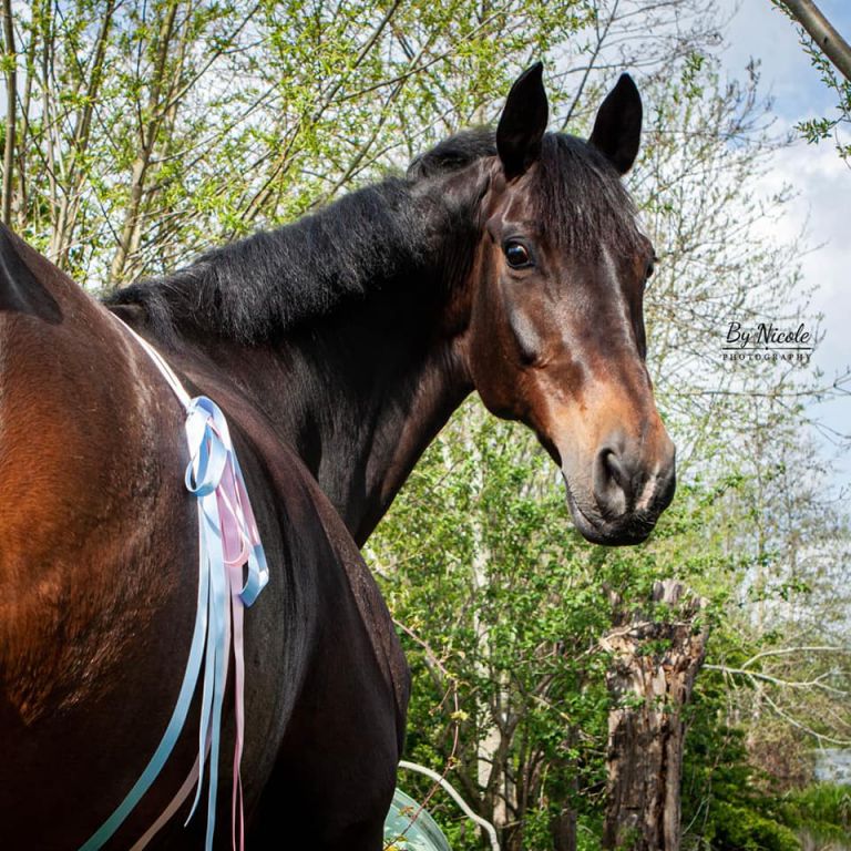 noes drachtig 0babd2dc