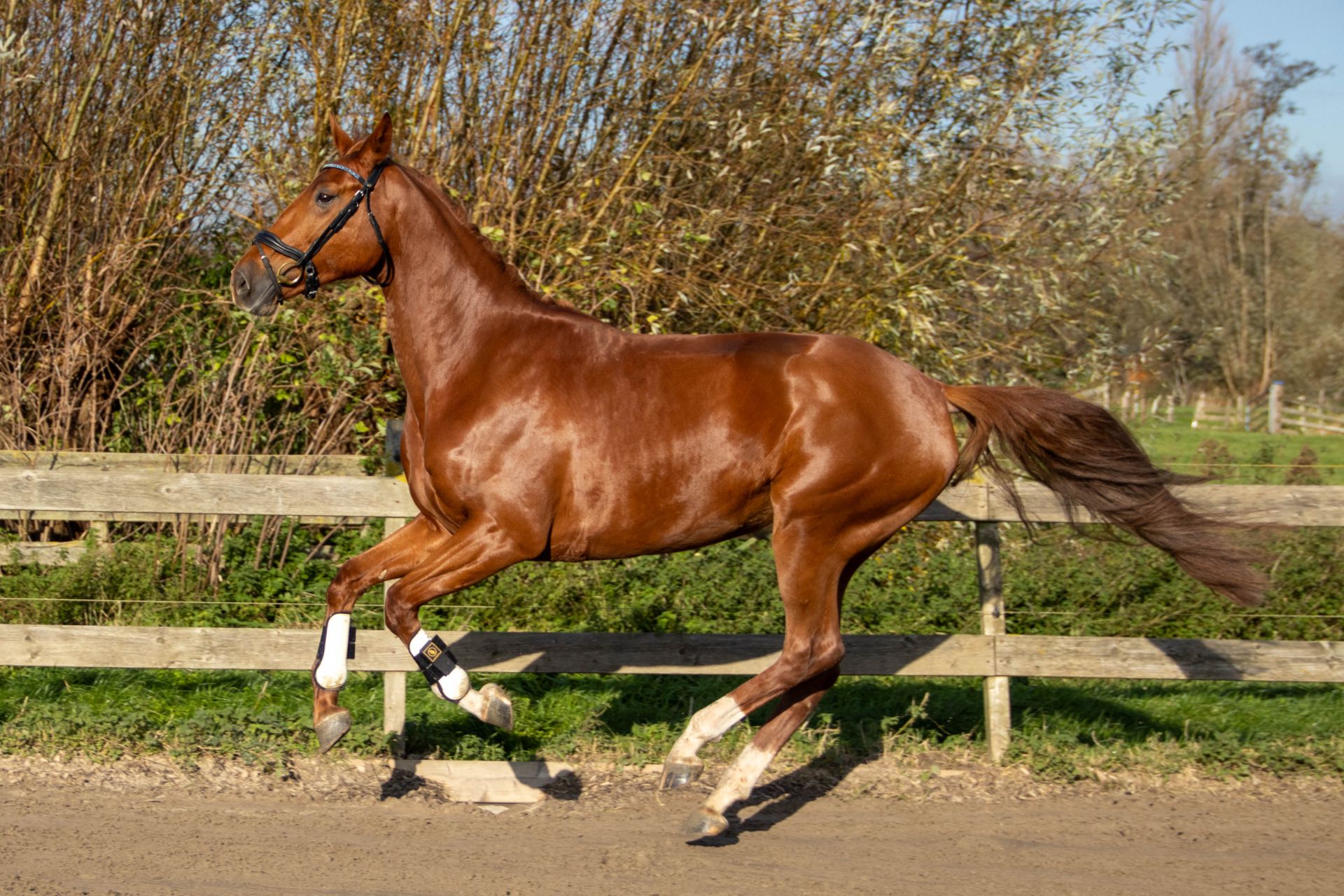 nouvelle 15 56c9b6e1