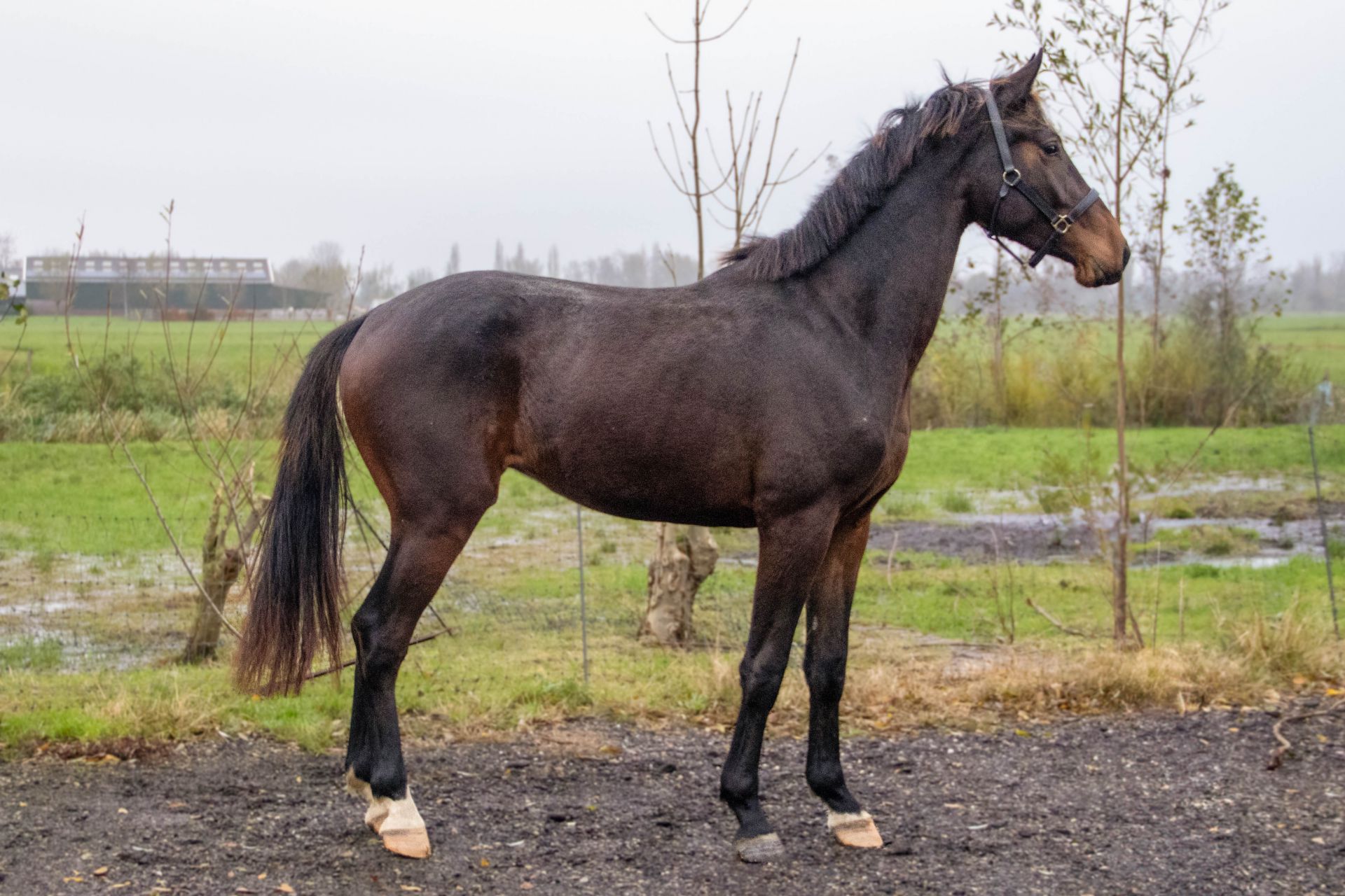 raisedtoberoyal 1 40362bd1