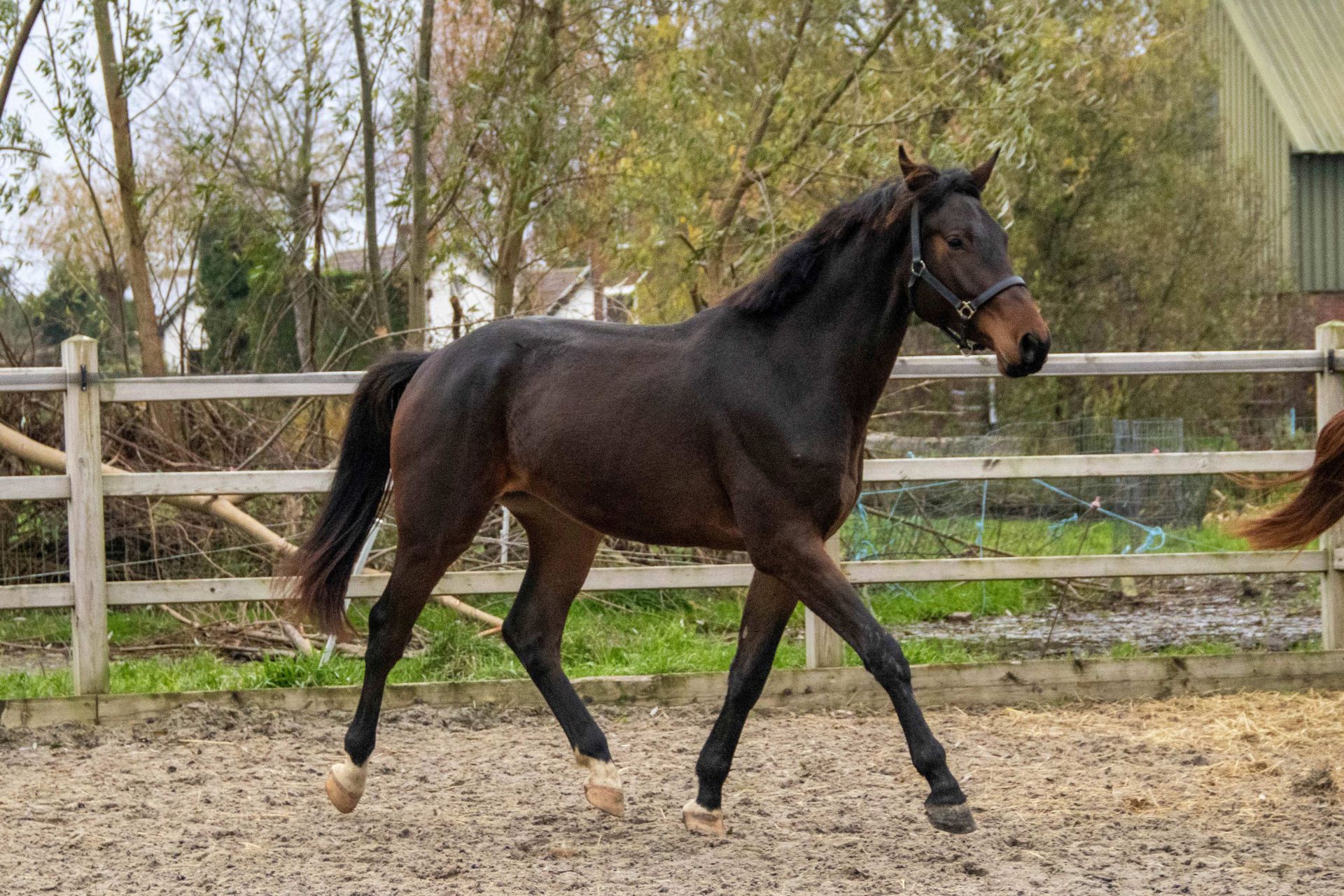 raisedtoberoyal 11 de8821d1