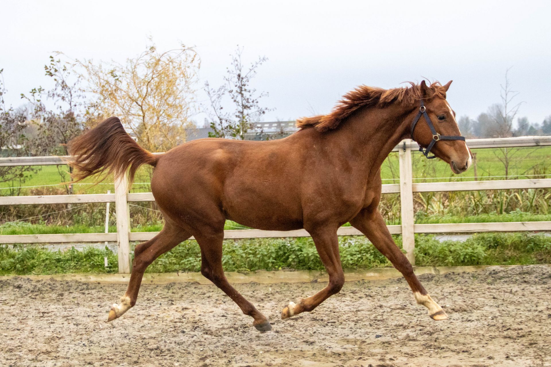 readytorumble 16 92609f88