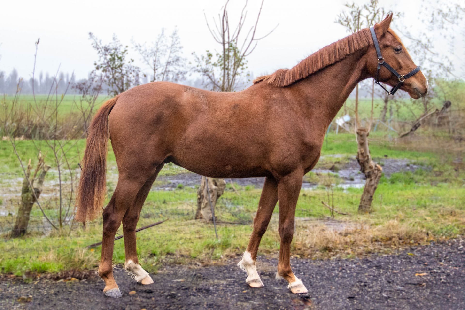 readytorumble 2 21e0e6d9