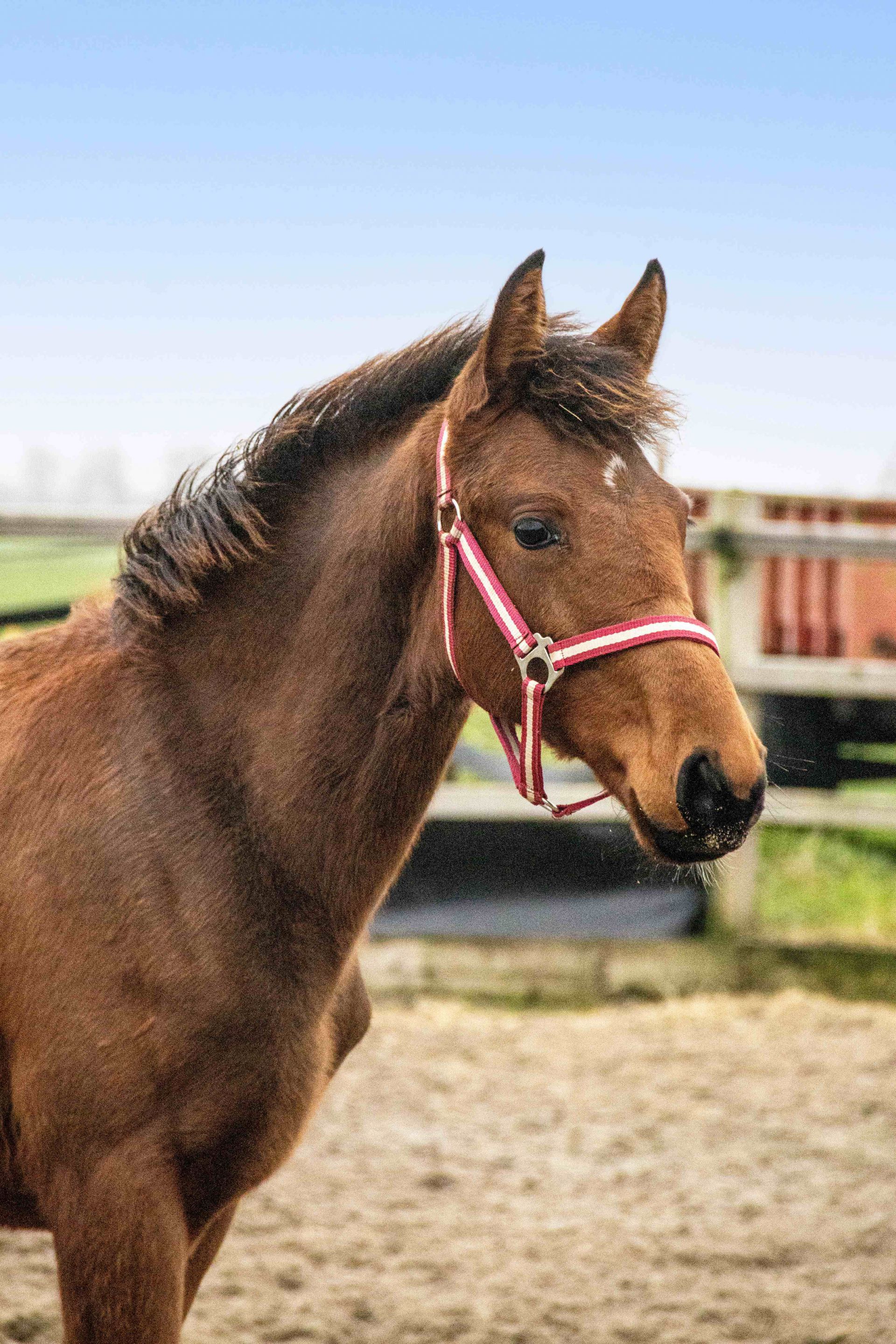 veulens extrabewerking 1 2251629e