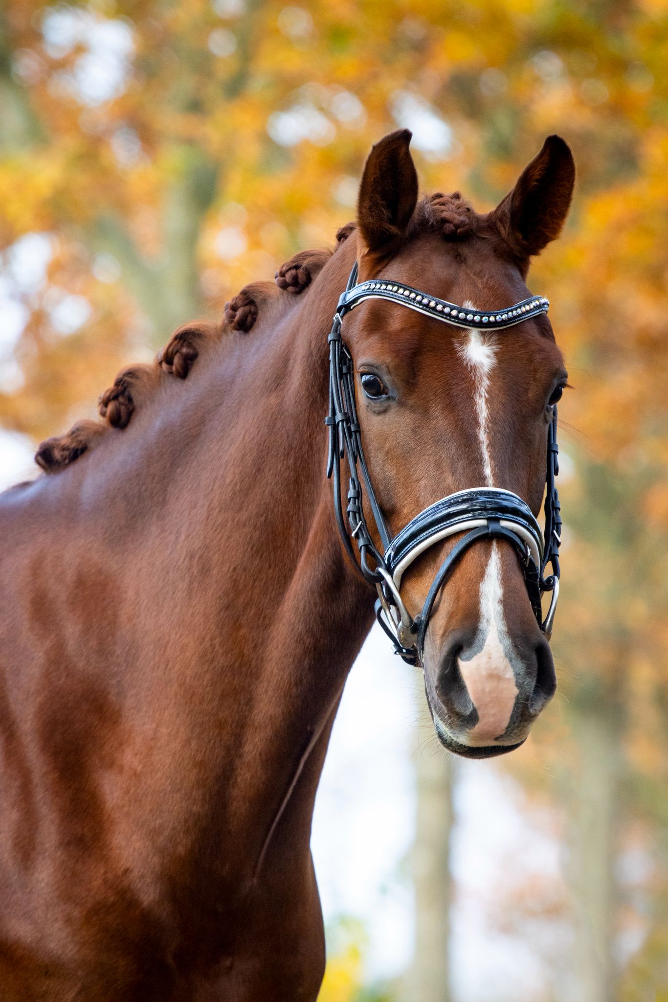 whatsapp image 2026 03 02 at 22.18.54 (1) whatsapp image 2026 03 02 at 22.18.54 (1)